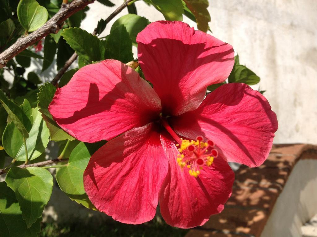 Casa Flor De Mar Hotel Zipolite Kültér fotó